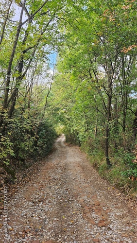 strada sterrata nel bosco