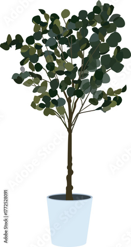 観葉植物　ユーカリ　イラスト