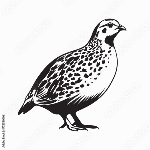 Beautiful Quails Vector Design for Animal and Nature Artwork
