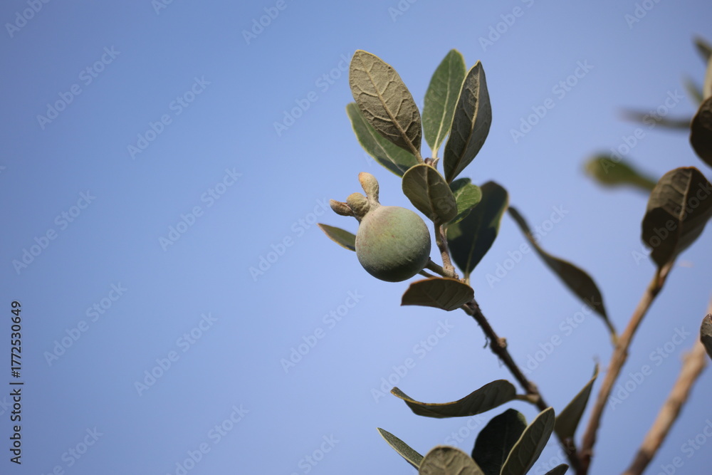 Fototapeta premium fruits of feijoa sellowiana, also known as pineapple guava