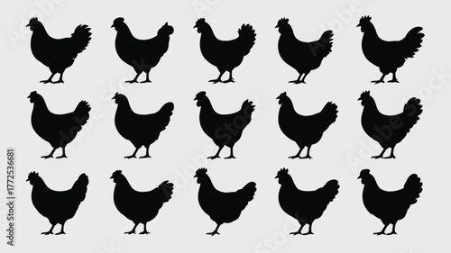 Collection of 15 silhouette chicken varieties vector illustration scalable eps icon art vector