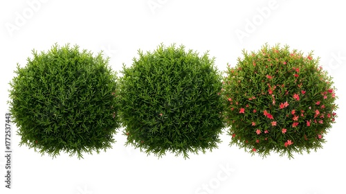 Three perfectly shaped green oval bushes with one bush showing small red flowers against a white background