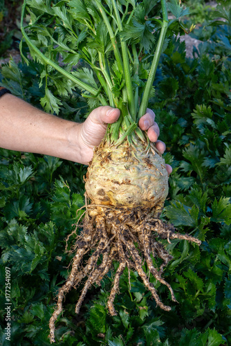 A man holds freshly harvested celeriac (apium graveolens Rapaceum) variety 