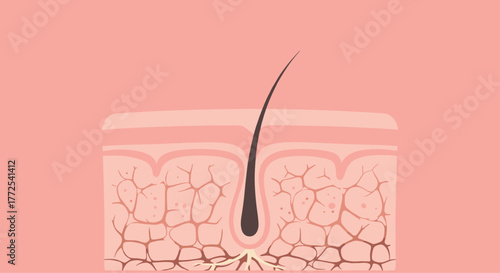 Detailed cross-section of human skin showing a hair follicle and dermal layers for scientific and medical illustration