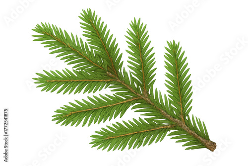 Fir tree branch with green needles, creating a natural element for winter holiday and christmas design