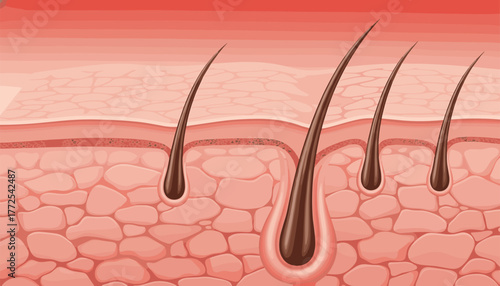 Detailed cross section of human skin revealing hair follicles and cellular structure for medical or cosmetic illustration