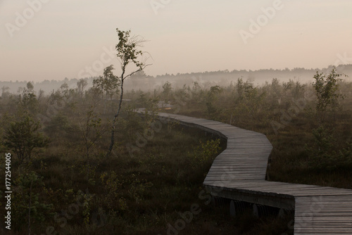 swamp in autumn morning