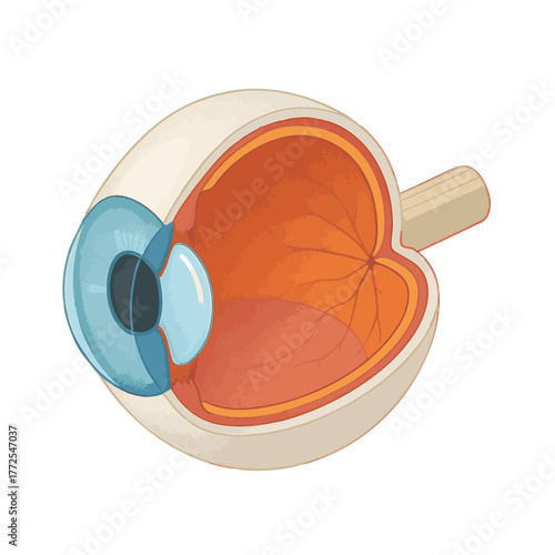 internal structure of the human eye, ideal for educational and medical visualization use. Isometric Generative ai vector colorful illustration.