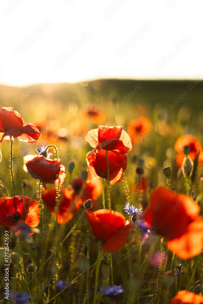 Fototapeta premium red flowers in the grass against the background of the sun
