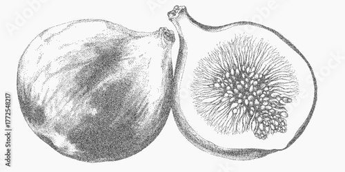 Fig pattern with ripe fruits and bold outlines, paper grain and stippled surface, faded ink and abstract texture with dusty organic background.