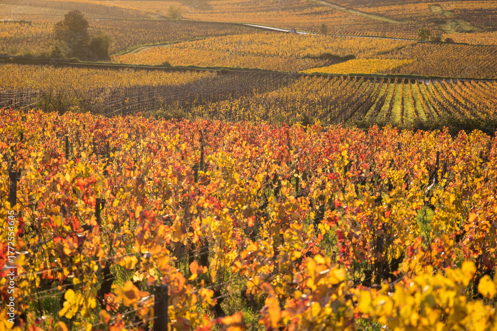 Naklejka premium vignoble, vignes aux couleurs chaudes de l'automne en Côte d'Or en Bourgogne, vignoble de la côte de Beaune, grands crus que sont le corton et le corton-charlemagne, Aloxe-Corton