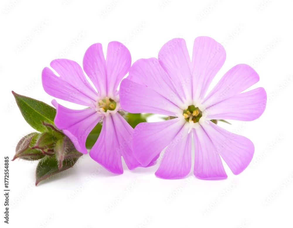 Fototapeta premium pink cosmos flower