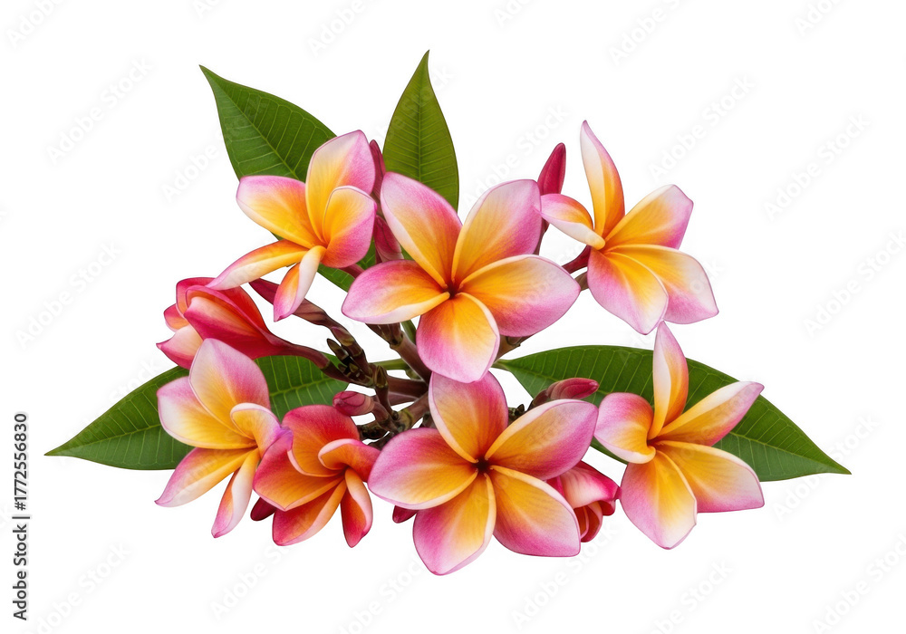 Fototapeta premium Plumeria flowers bloom with delicate petals in vibrant colors isolated on transparent background
