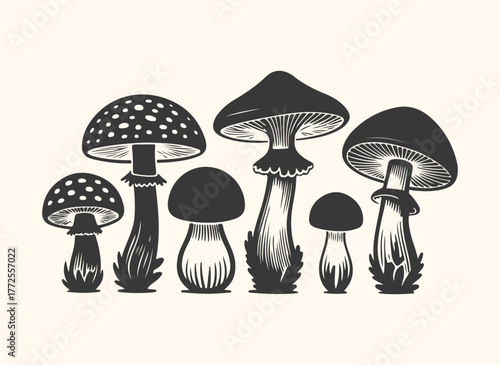 A collection of various mushrooms in a vintage illustration style, isolated on a cream background
