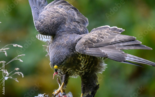 Fototapet Close-up of a buzzard devouring its prey