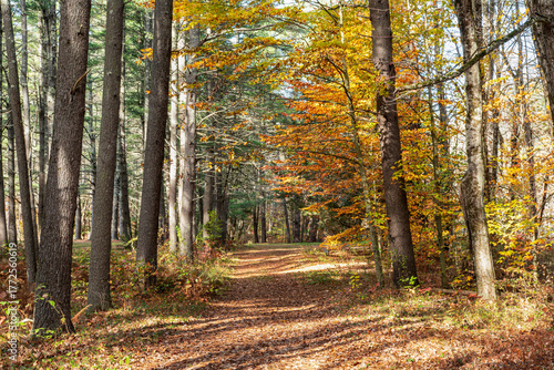 autumn on the trail of pearl hill state park