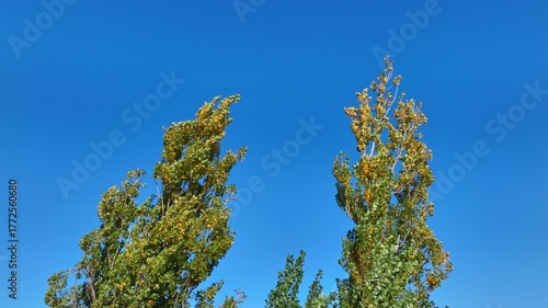 Two trees lean together under a serene sky, symbolizing love and unity in nature.