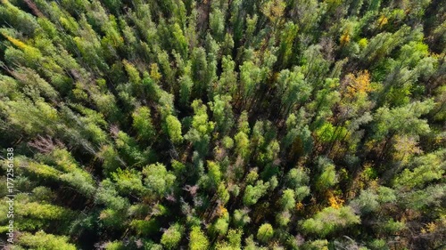 Cinematic video of a beautiul forest during the spring bloom.