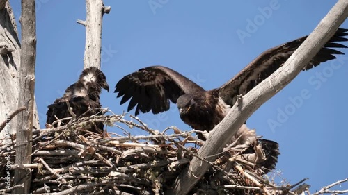 Young Eaglets Practicing Wings in a Large Nest.
