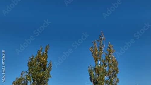 Two trees swinging in slow motion. Valentines Day cocnept.
