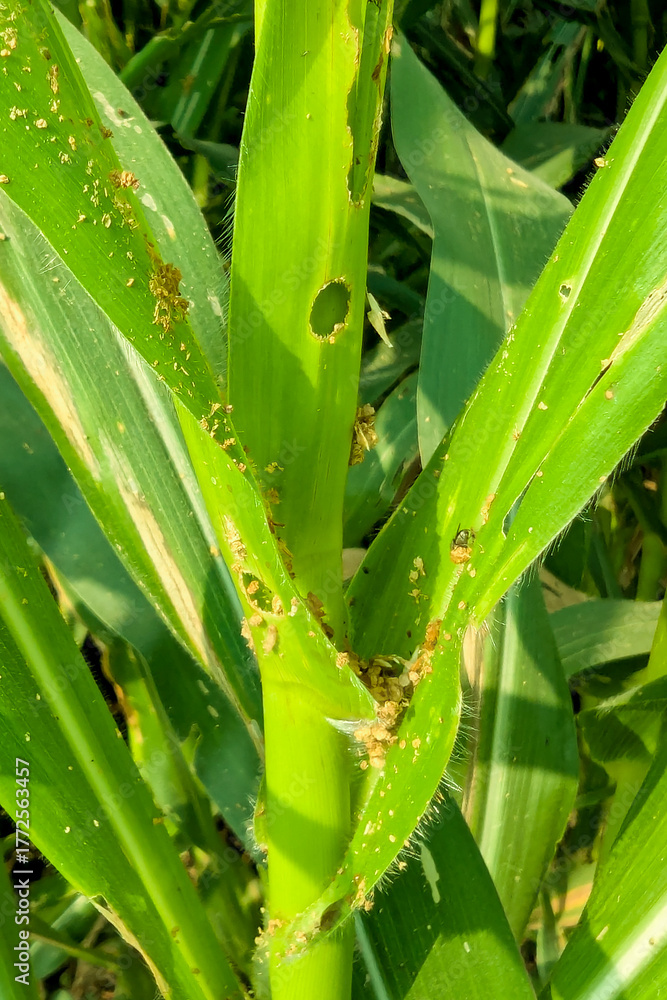 Fototapeta premium affected corn plant, Corn plants are affected by the fall army worm spodoptera frugiperda pest with holes in the leaves and brown powder,