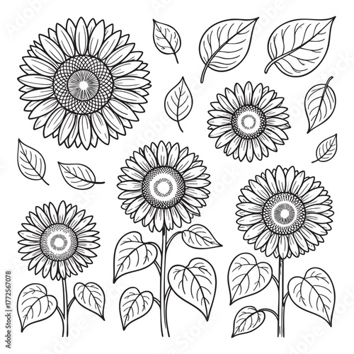 Black and white line art illustration of sunflowers and leaves leaf