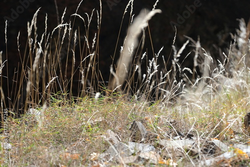 grass and water