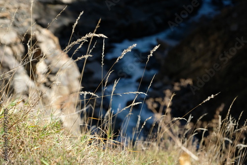 grass in the wind