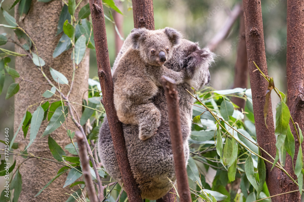 Fototapeta premium Mother Koala with Joey at Currumbin Wildlife Sanctuary Australia