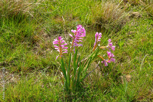 Fototapete Pink bugle flower (Watsonia confusa), also known as confused watsonia, in bloom