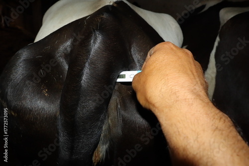 Veterinarian measures a cow’s temperature with a digital thermometer in a dairy farm The reading is normal, showing healthy livestock.Ideal for educational, veterinary medicine and animal health. Vet.