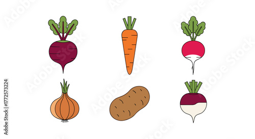Flat style root vegetables collection with carrot, beet, radish, onion, potato, and turnip