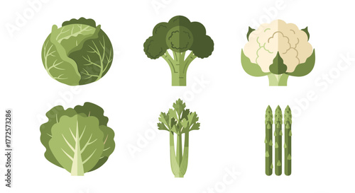 Fresh green vegetables collection: cabbage, broccoli, cauliflower, lettuce, celery, asparagus