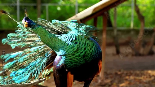 Beautiful Green Peacock in Natural Habitat.
