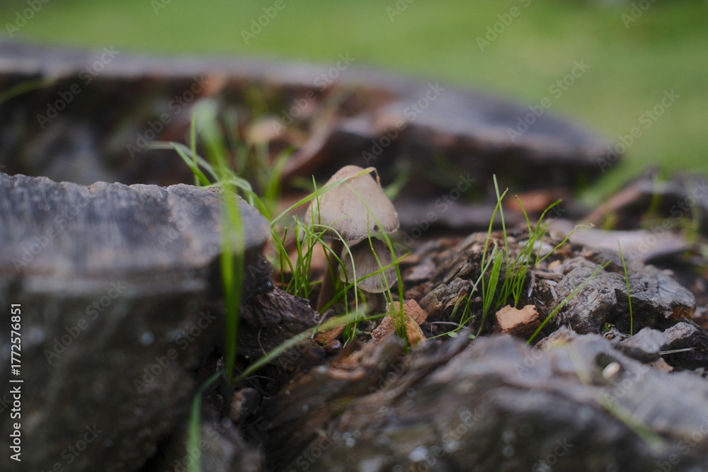 Obraz premium Mushroom sprouts between weathered wood and blades of green grass.