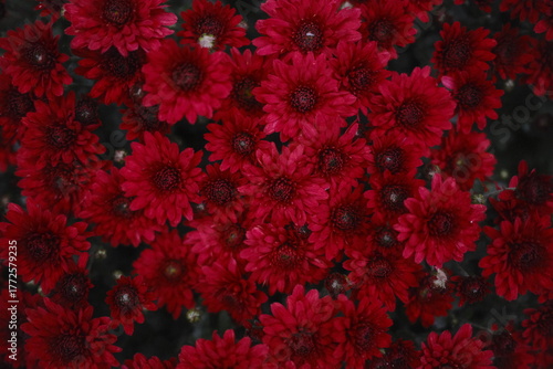 A mass of crimson chrysanthemum blooms fills the frame.