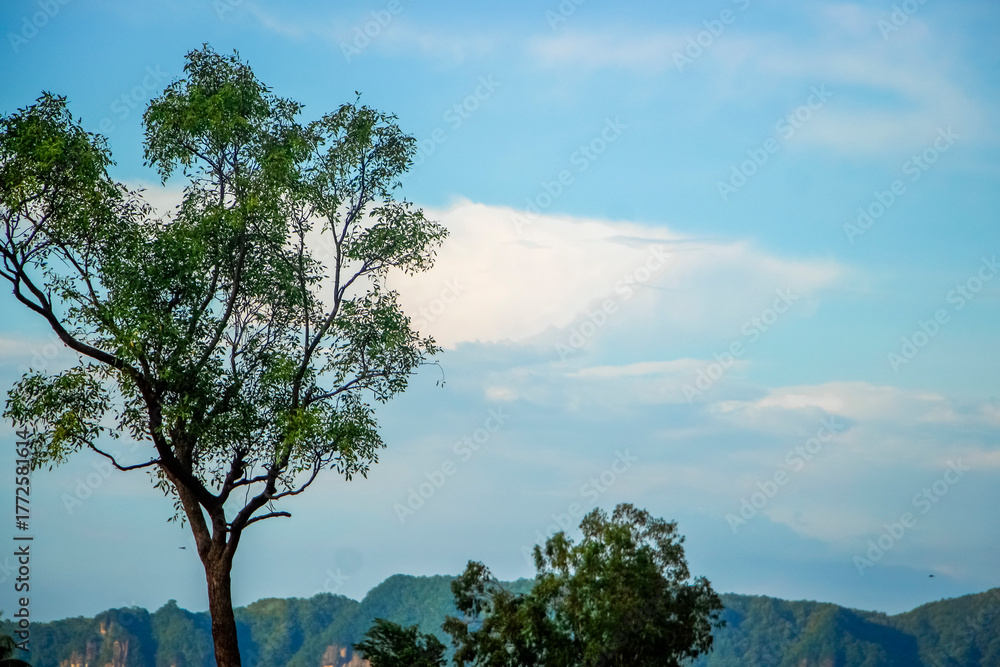 Obraz premium Vibrant Green Tree with Detailed Foliage Standing Against a Clear Blue Sky and Soft White Clouds Overlooking Distant Green Mountains. Peaceful Nature Landscape Photograph Perfect for Environmental.