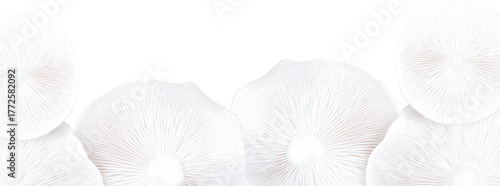 Row of delicate white mushroom tops with fine radiating gills forming a subtle border at the bottom of a transparent background. Minimal decorative design, airy effect, aesthetic photo