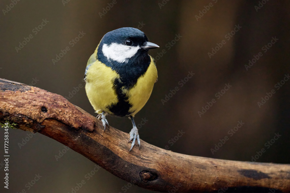 Naklejka premium blue tit on a branch