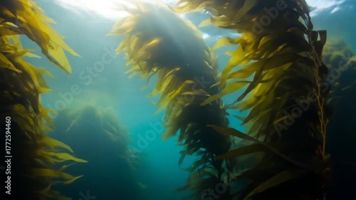 Underwater Kelp Forest Scene with Sunlight Filtering Through the Water