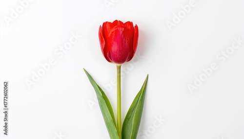 Bright single red tulip isolated on white backdrop with space for text, festive card idea, interior decor, vibrant spring bloom