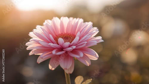 Flower Blooming in Domestic Environment, Seasonal Change
