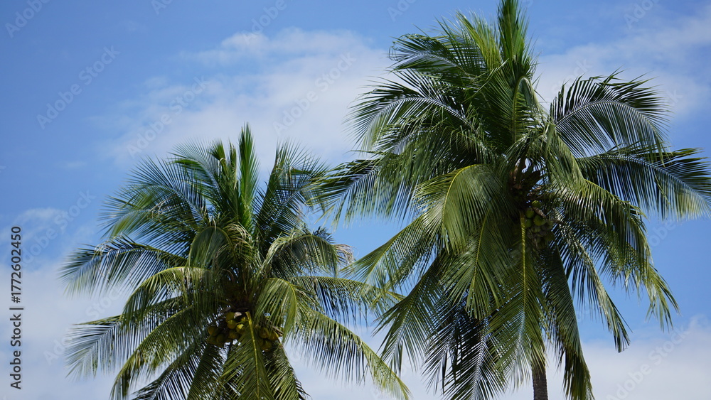 Fototapeta premium Coconut Palm Trees beneath Blue Sky