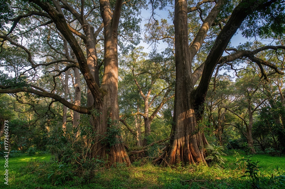 Naklejka premium A distinctive urban forest featuring massive Trembesi (Monkey Pod) trees covering approximately 3.8 hectares.