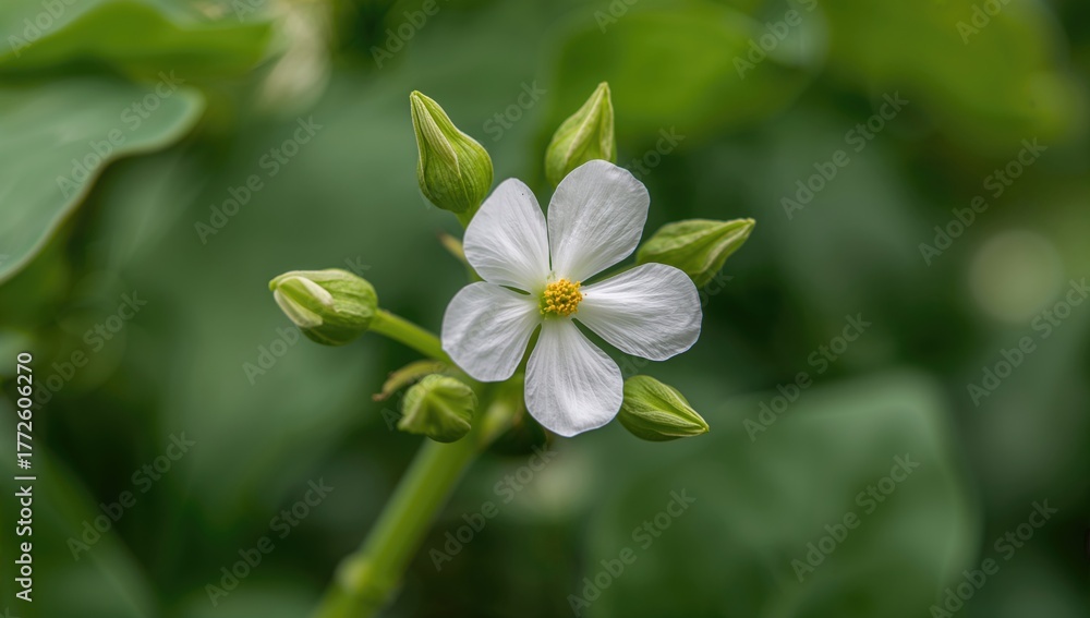 Fototapeta premium Flowering pea plant with white blossoms, showcasing spring growth and agricultural benefits