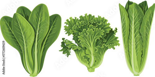 Fresh romaine and leaf lettuce varieties, organic green vegetables, healthy salad ingredients, farm produce, isolated on white background, flat vector illustration
