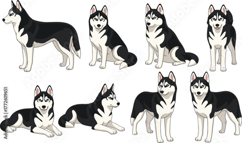 Siberian Husky cartoon, dog character poses, cute pet illustration, vector animal design, playful husky expressions, flat style artwork