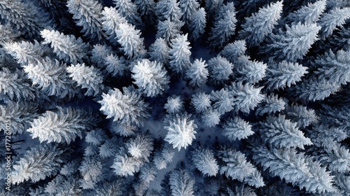 Wallpaper Mural Aerial View of Dense Snow-Covered Pine Forest Creating Abstract Pattern Torontodigital.ca