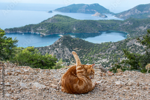 Fototapeta Naklejka Na Ścianę i Meble -  A ginger cat on the Lycian way at Oludeniz in Turkey. A beautiful background of the Blue lagoon and Turkish coast. 