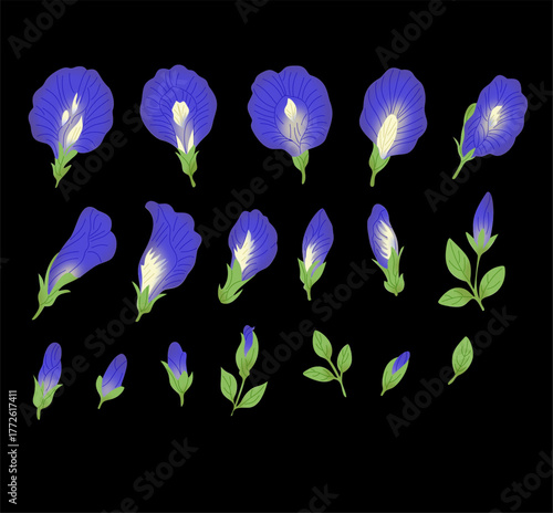 Butterfly Pea Flower Botanical Elements Collection